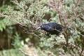 Currawong,_New_England_National_Park