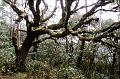 High_Altitude_Forest,_New_England_National_Park,_New_England
