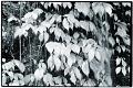 Leaves_and_Water,_New_England_National_Park,_New_England